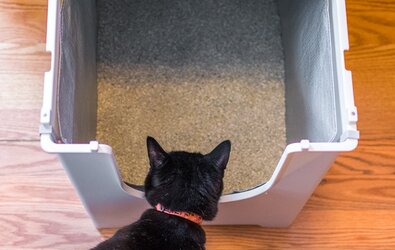 Kedi Tuvalet Kokusu Nasıl Giderilir?