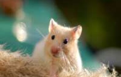 Hamster (Heybeli Sıçan)
