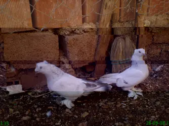 davut & zühre.webp