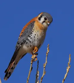 Kestrel.webp