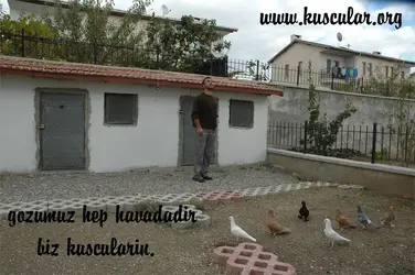 salmalar en baş.webp