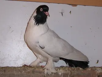 SL271157.webp