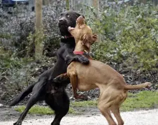 dogs-fighting.webp