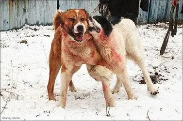 fight_dogs_3.webp