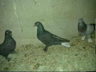 08112009231.webp