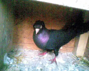 Görüntü171.webp