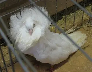 white-jacobin-pigeon.webp