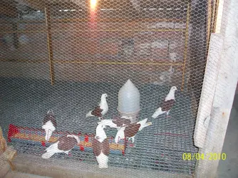 100_3615.webp