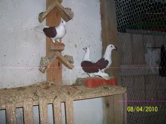 100_3628.webp
