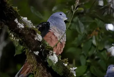 yeni güvercin endonezya foja dağları.webp