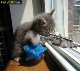 sniper_kedi_sinan_abi_bak.webp