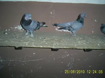 PIC_0022.webp