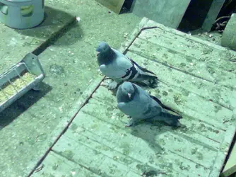 Photo-0009.webp