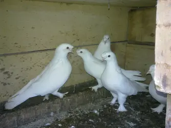 Görüntü0147.webp