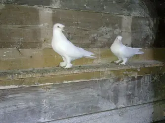 Görüntü0148.webp