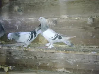 Görüntü0155.webp