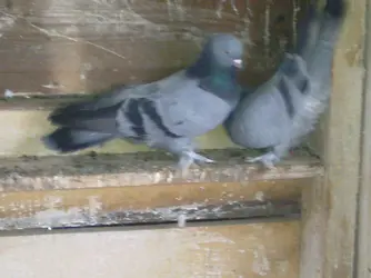 Görüntü0166.webp