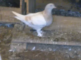 Görüntü0183.webp