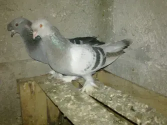 Görüntü0187.webp