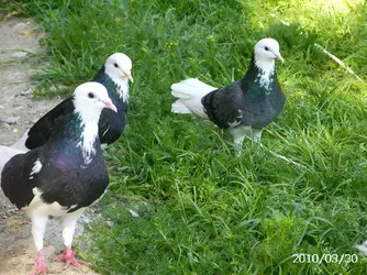 akkol erkeğin yavv..webp