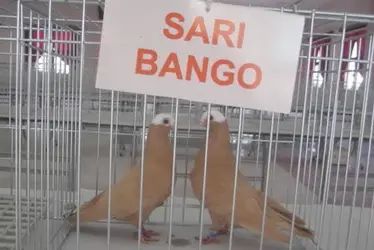 sari_bango-001.webp