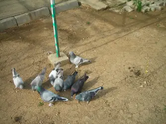 DSCN4067.webp