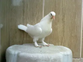 11052011535.webp
