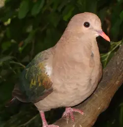 582px-Emerald_Dove.webp