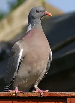 78973562_XY5pAbdO_woodpigeon_1505b.webp