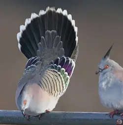 Crested-Pigeon.webp