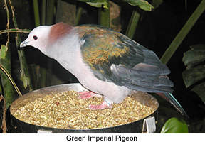 greenimperialpigeon.webp