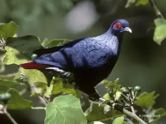 Madagascar Blue-Pigeon.webp