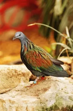 Nicobar_Pigeon.webp