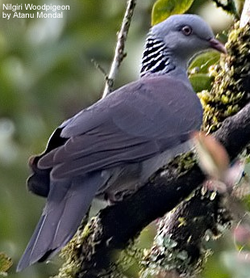 nilgiri pigeon.webp