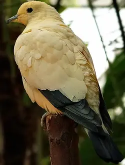 pied_imperial_pigeon.webp