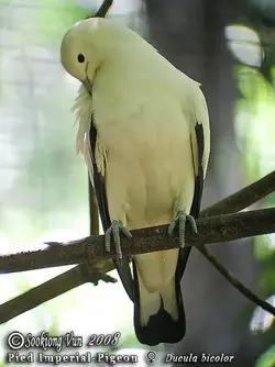 Pied_Imperial-Pigeon_---_Ducula_bicolor-01.webp