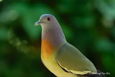 Pink Necked Green Pigeon.webp