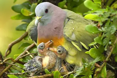 Pink-necked-Pigeon-with-2-c.webp