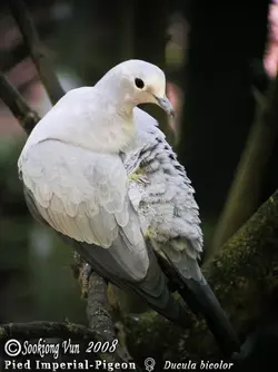 Pied_Imperial-Pigeon_---_Ducula_bicolor-02.webp