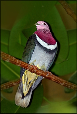 pink_necked_fruit_dove_742_4278.webp