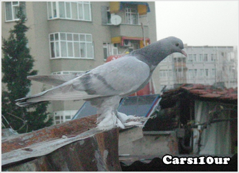 carsı10ur.webp