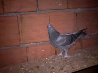 08032012622.webp