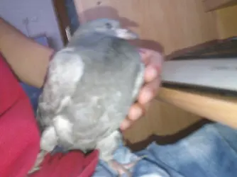 IMAG0287.webp
