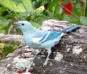 blue_gray_tanager_1 (2).webp