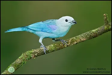 blue_gray_tanager_1 (3).webp