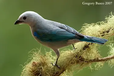 blue_gray_tanager_1 (4).webp