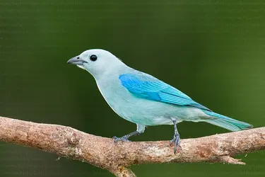 blue_gray_tanager_1 (5).webp