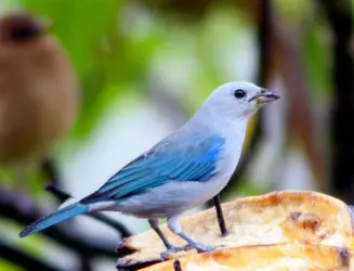 blue_gray_tanager_1 (6).webp