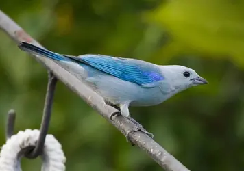 blue_gray_tanager_1 (7).webp