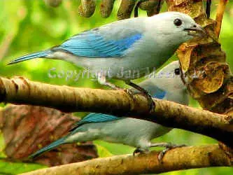 blue_gray_tanager_1 (8).webp